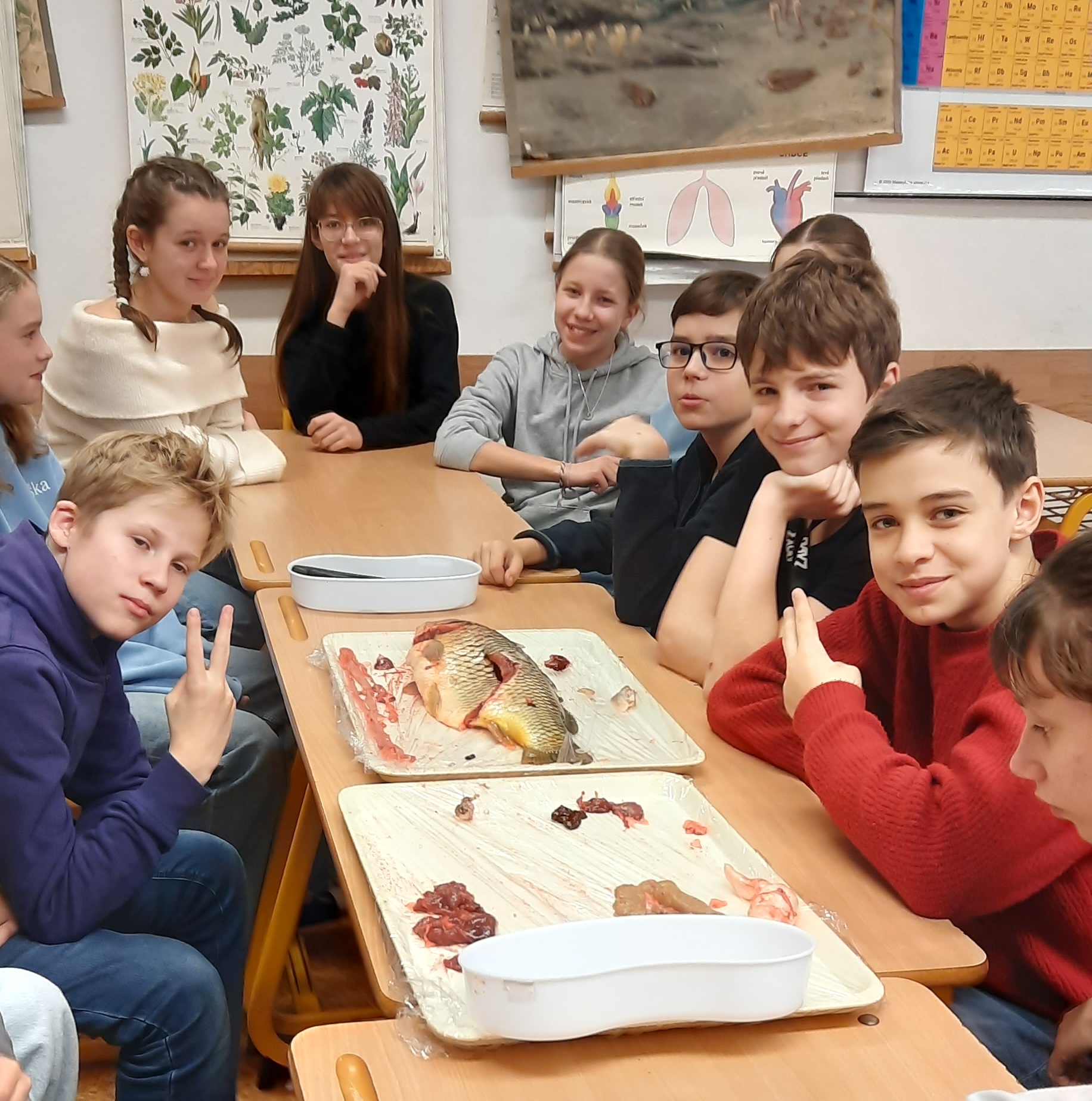 Předvánoční pitva kapra